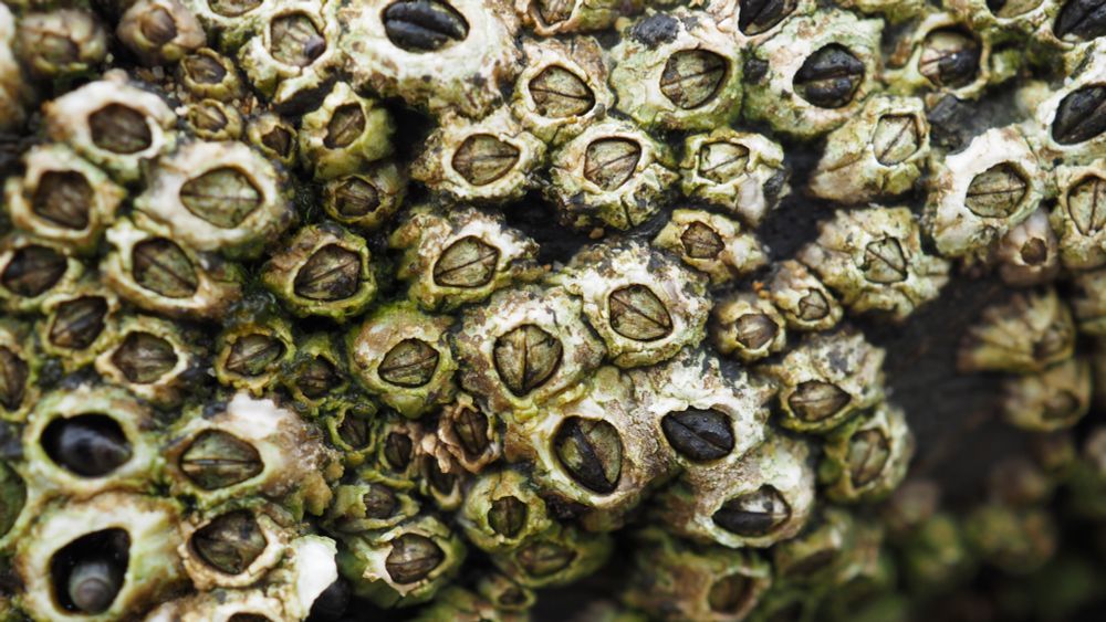 A close up on some barnacles. They're all clustered close together, white-colored shells that look like little white rocks with one big closed eye each (the two shut lids of the shell). Some of the barnacles have black "eyelids" instead of white eyelids. I don't know the scientific reason why, unfortunately. 
