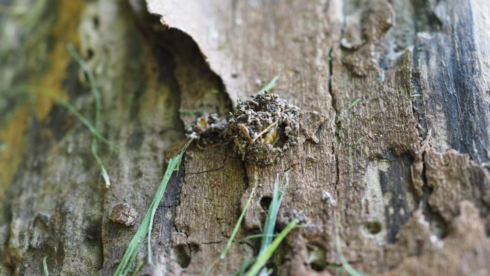 The same pupa within the wood bit shelter as shown in the previous image, but we view it from far above instead of close up in this photo.