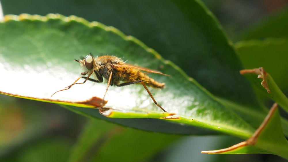 The same stiletto fly from the first photo, but instead of rubbing its head, it is now rubbing its front limbs together. Its eyes are a handsome hazel color.