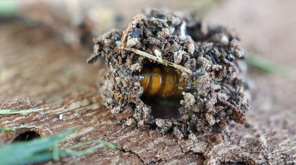 On the surface of an old log, there is an amber-colored pupa inside a shelter made out of little grains of wood. It is a peculiar sight. 