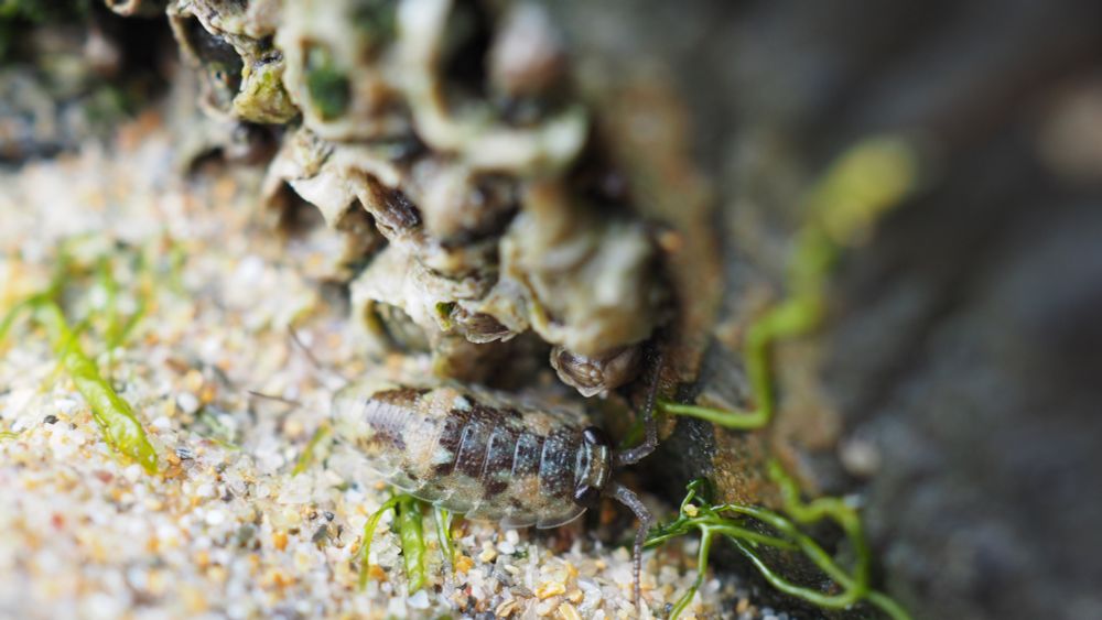 A picture of a sea slater on the sand, near a rock, barnacles, and bits of algae. It is a pale sandy color with grayish-dark markings. Its compound eyes are big and dark.