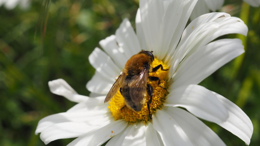 In the center of a big daisy, there is a pretty hoverfly. This hoverfly has a thorax covered thickly with orange hair. Its compound eyes are black in color. Its abdomen is light yellow with subtle black strippage. The legs are black and thick.