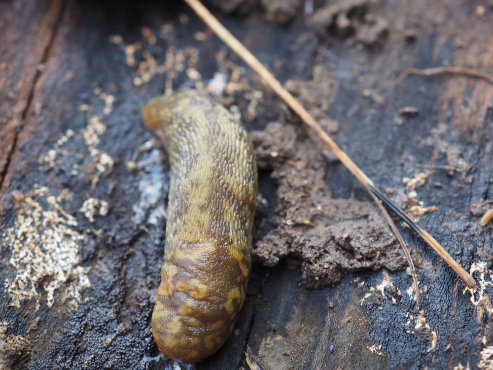 Above view of the slug, intended to give the viewer a clearer view of the color pattern of its entire body; yellow with brown patches. Around the mantle, the brown almost looks like a marbling pattern, but it's more stripey (though still wavy/patchy) across the rest of the body.