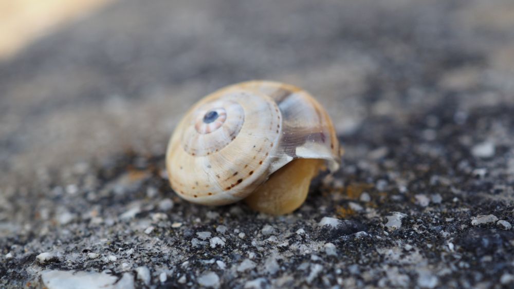 A picture of a snail on some pavement. It has a yellow body, though it is only peeking a little bit out of the shell. The shell is white, and very pretty: brown spots go around in a ring, and the center whirl is a jewel-like/lapis-like gorgeous blue, with faint pinkish stripes extending out like a peppermint.
