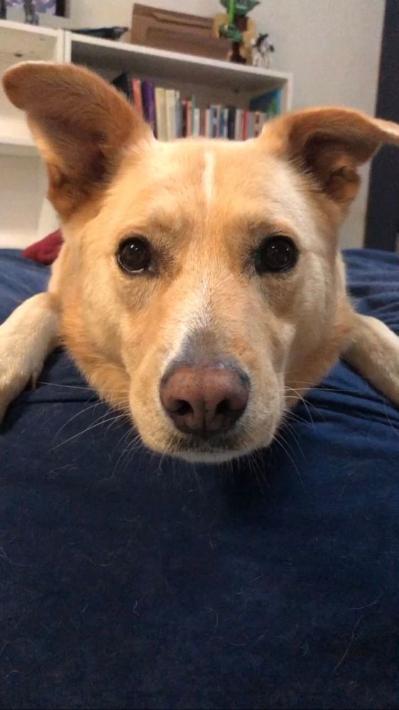 Charlie, my golden / lab / something mutt, in a similar chin-on-furniture, stare-at-camera pose.  