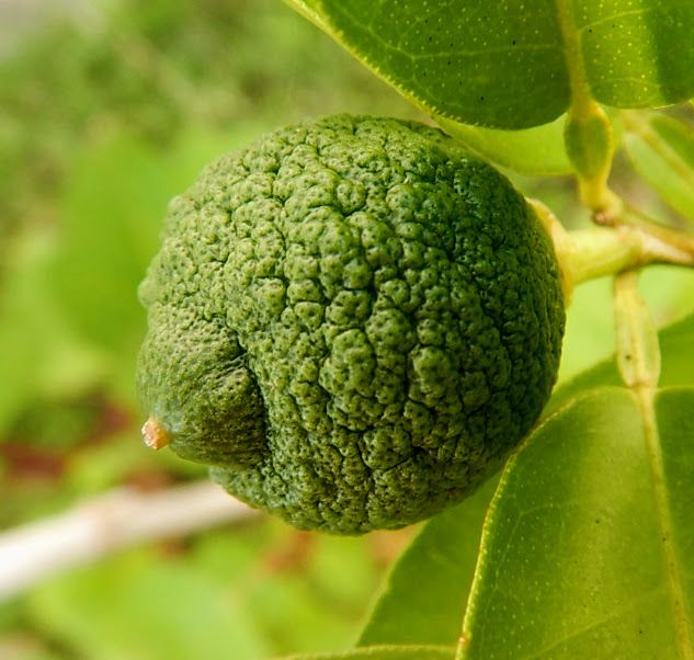 An unripened green fruit of Citrus junos.