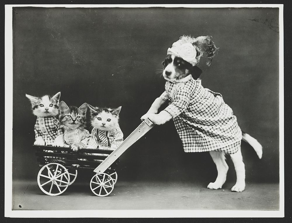 Photograph shows a puppy wearing a dress and pushing three kittens in a wagon or stroller.