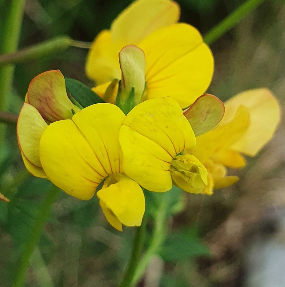 Fleurs de lotier corniculé (Lotus corniculatus) de la famille des FABACÉES. La corolle est formée de 5 pétales: l'étendard jaune avec ses veines rouges, les 2 ailes sur le côté qui cache la carène (2 pétales soudés en forme de carène de bateau).