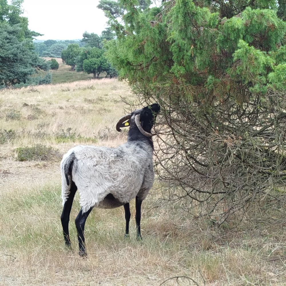 Heidschnucke knabbert an Wachholderstrauch. 