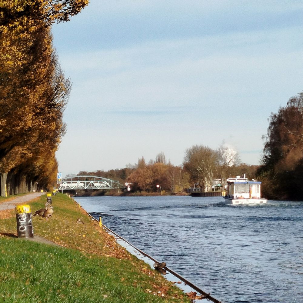 Geese and ship passing by. 