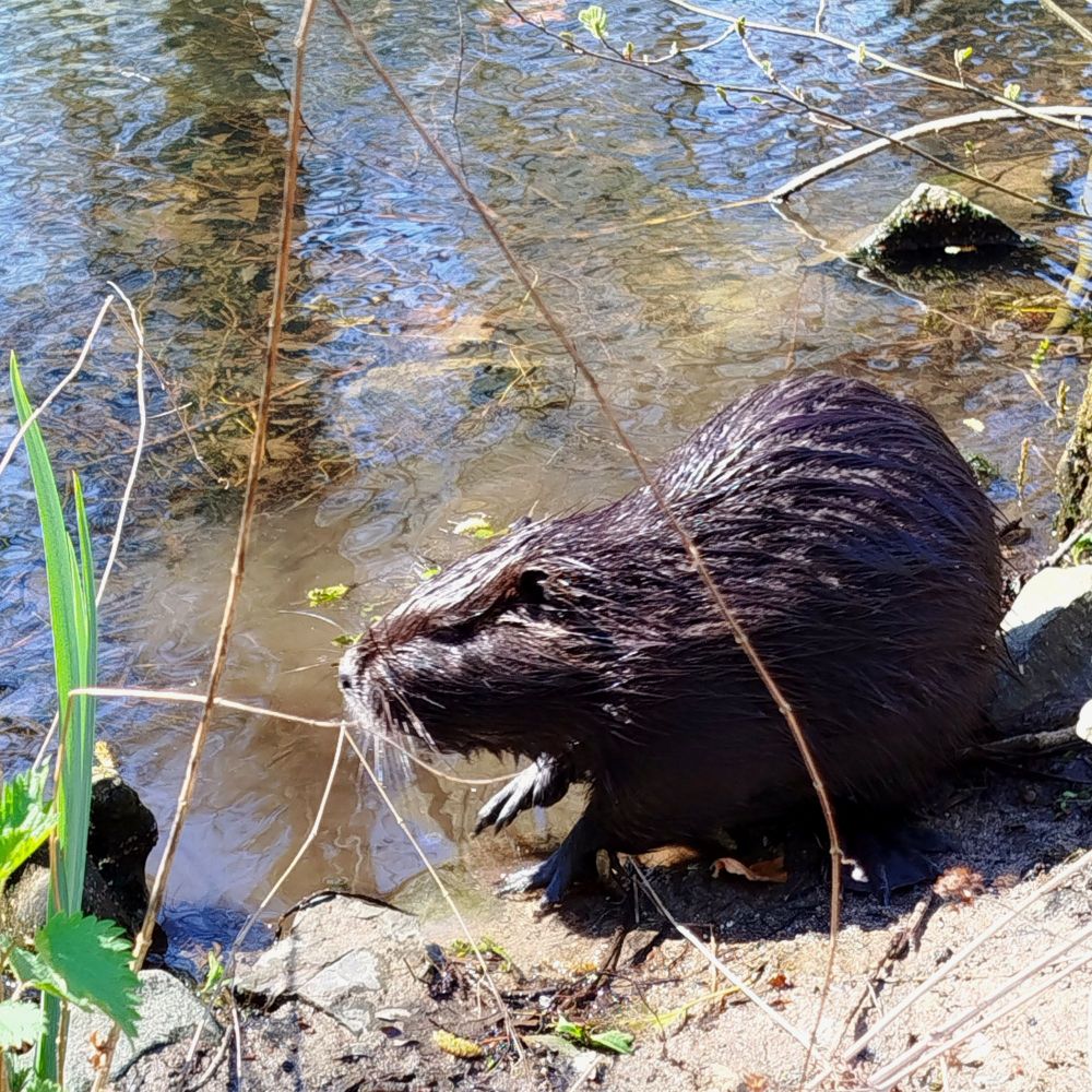 Nutria mit Trump - Frisur. 