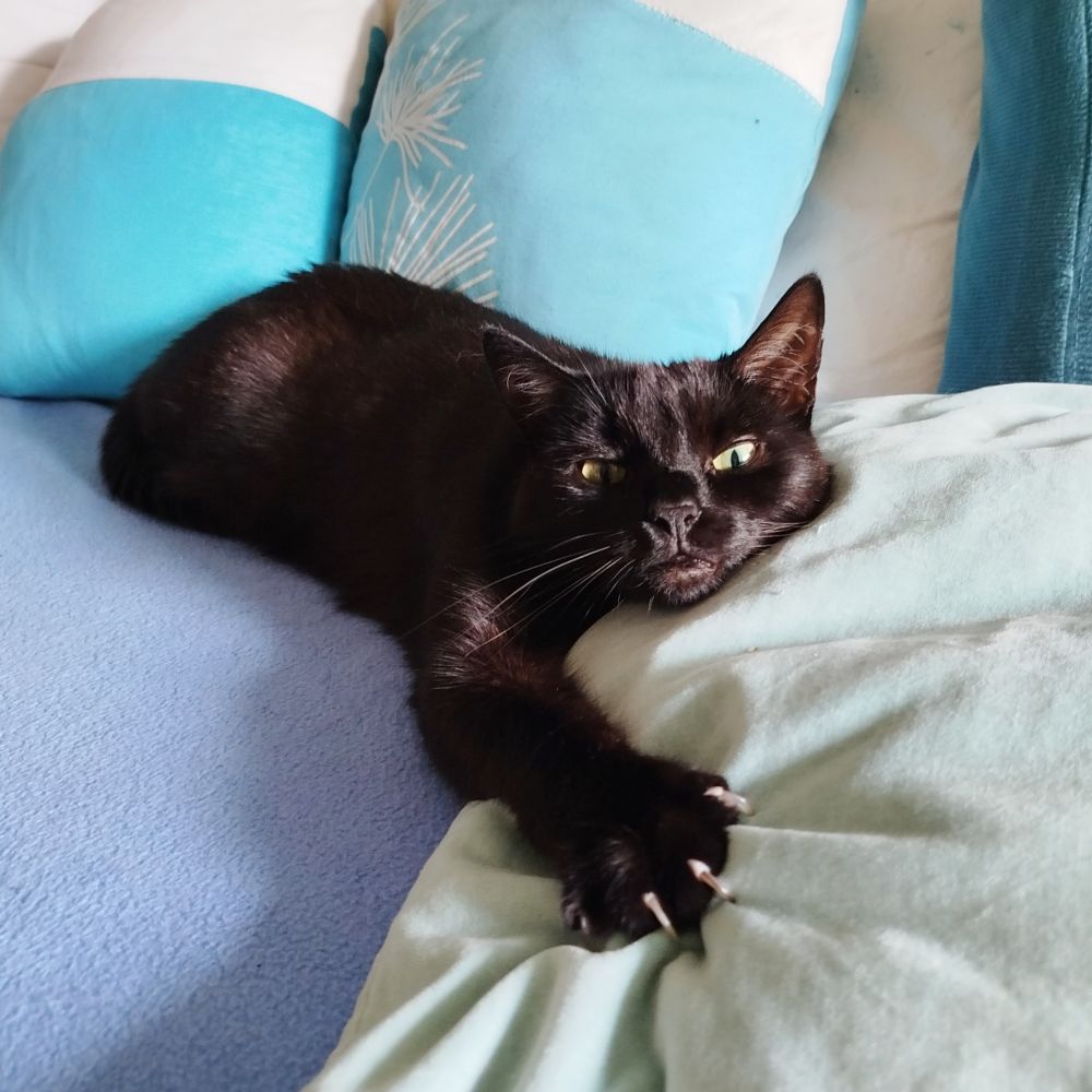 Foto der schwarzen Katze Mimmi. Sie liegt auf türkisblauen Kissen, hat das rechte Vorderpfötchen ausgestreckt, die Krallen ausgefahren und guckt misstrauisch. 