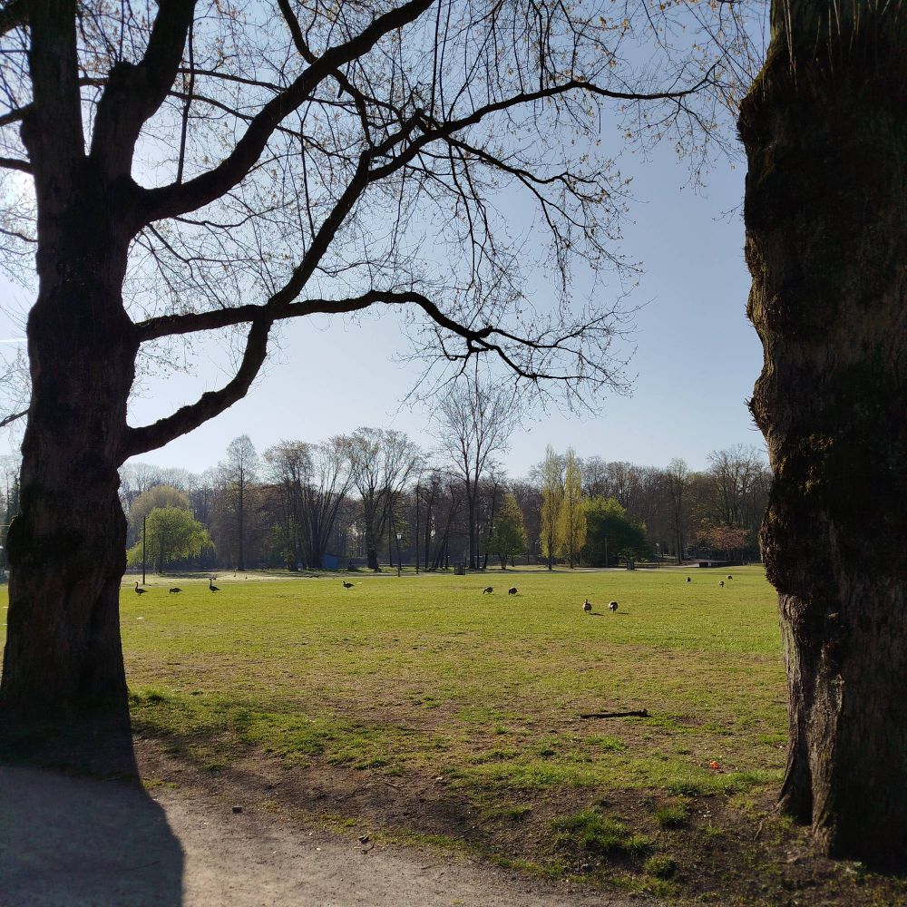 Foto der Gänse auf der Wiese. 