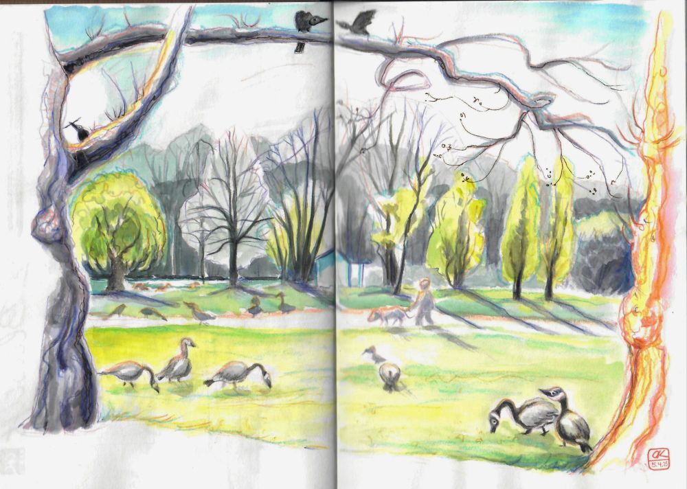 Doppelseite im Skizzenbuch mit vielen Kanadagänsen auf der grünen Wiese, im Hintergrund noch fast kahle Bäume, erstes Frühlingsgrün. Rechts und links knorrige Bäume. Die Szene ist sonnendurchflutet. 