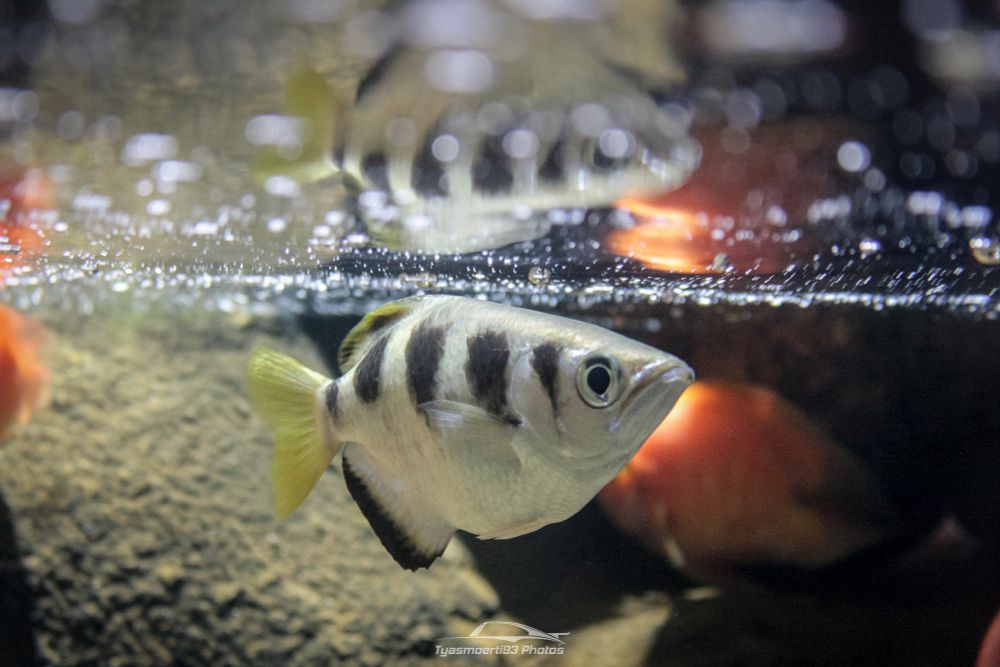 Banded Archerfish (Toxotes jaculatrix). This unassuming 20cm-long fish has two fascinating skills: Firepower and ability to solve light refraction. Basically archerfishes uses its tongue, its palate, and one quick closing of its operculum to shoot water upwards, knocking any small animals above the water surface off their perch for the fish to eat.

But shooting something through different medium poses an issue: Refraction. Young archerfishes gather together to practice target shooting, and they learn how to calculate the right angle to compensate for light refraction. In controlled environment, archerfish can be trained to hit moving targets with >50% accuracy rate.

If target shooting failed, however, they can always resort to jumping. They're practical like that.