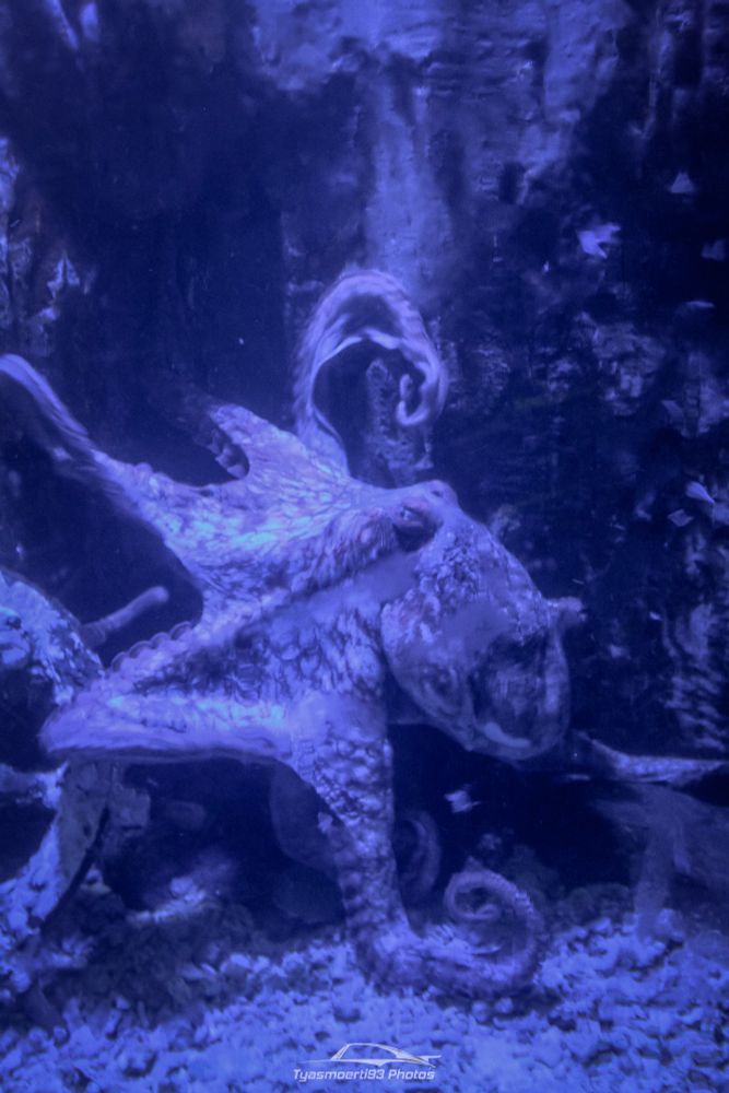 The original photo. It was all blue and purple because Pacific Giant Octopus can't stand bright lights for too long it seems. So the aquarium needs to be dimly lit.
