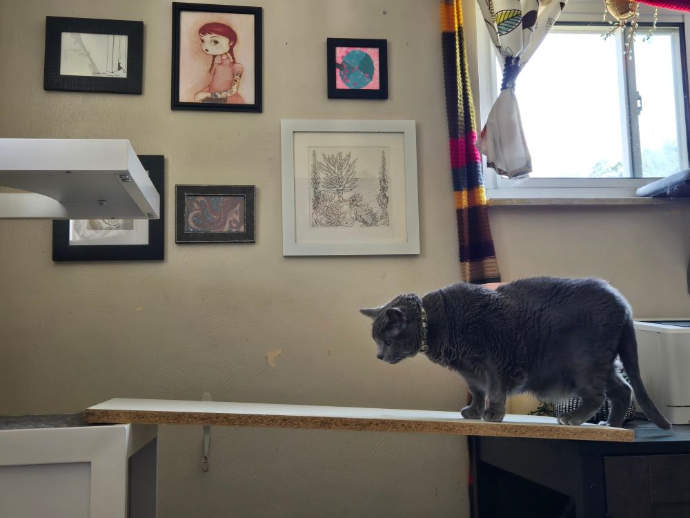 Photo of a grey cat walking tentatively onto a board that's been placed between two pieces of furniture for cat travel purposes. 