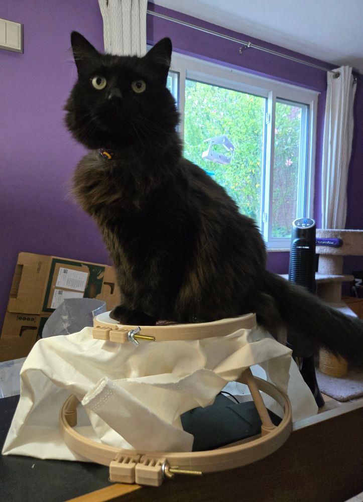 A fluffy black cat sitting tall on top of a contraption made of two embroidery hoops set several inches apart with legs joining them. There is white fabric in the upper hoop. Probably stitching but who can say with the cat sitting on it. 