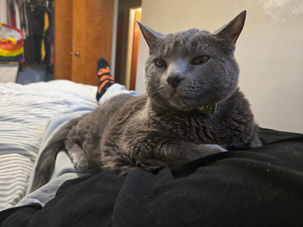A photo taken by me, lying down, with a grey cat, Gigi, lying smugly across my torso. 