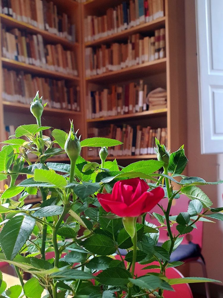 A small red rose bush on a table in front of a book case. Institute of Psychosynthesis, Florence, Italy. 