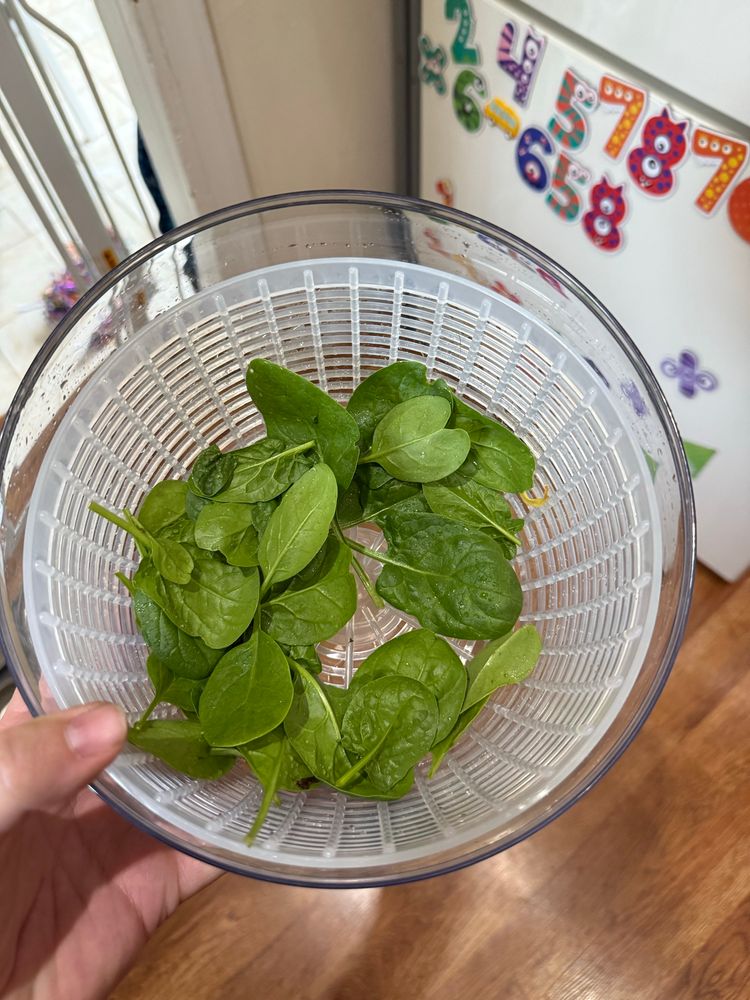 Spinach in a salad spinner