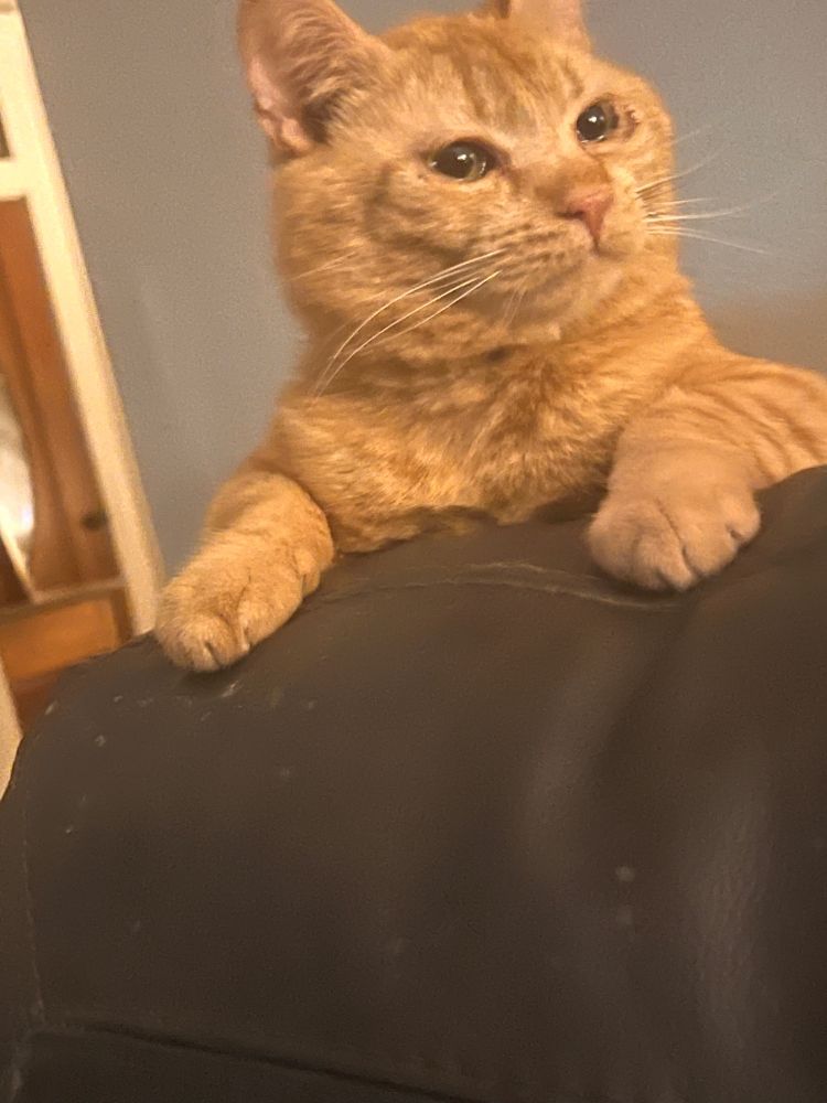 New Cat Eddie in JCPenny portrait mode

Cats, #Caturday, Forever Home,Pets