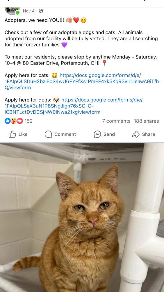 New cat Eddie when he was up for adoption in Nov 25

Cats, #Caturday, Forever Home,Pets