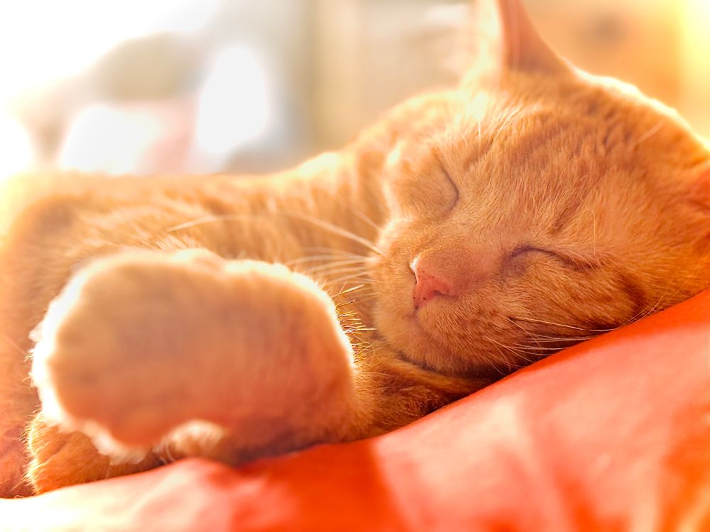 New cat Eddie adopted and sleeping the sleep of angels

Cats, #Caturday, Forever Home,Pets