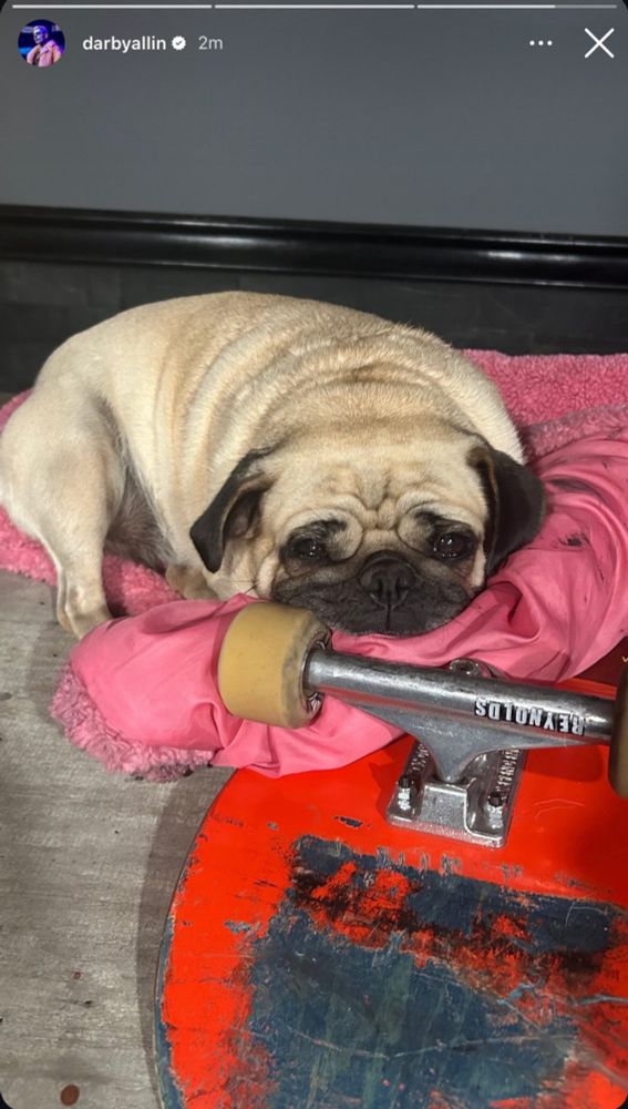 Lemons the pug lying on Darby’s iconic pink coat and a skateboard