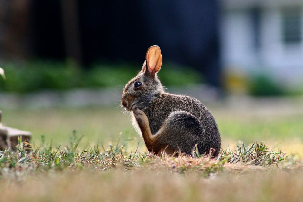 The image shows a small rabbit sitting in a grassy area. The rabbit is positioned with its body facing slightly to the left, and its head turned towards the viewer. It has gray and brown fur with a lighter belly, and its ears are erect, displaying a slight pinkish hue on the inner side. The rabbit is using its front paw to scratch or clean its face. The foreground is composed of short grass, and the background is softly blurred, hinting at a garden or outdoor setting with some indistinct greenery.