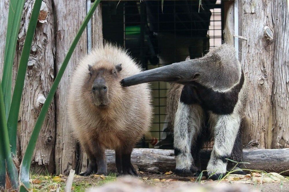 The image shows a capybara and a giant anteater standing side by side in front of a rustic wooden structure. The capybara, on the left, has light brown, fluffy fur and a stout body with short legs. Its face is slightly turned towards the viewer. The giant anteater, on the right, has a long snout and distinctive black and white fur patterns on its body and legs. It appears to be nuzzling the capybara. The background features rough wooden panels and some green foliage is visible in the foreground.