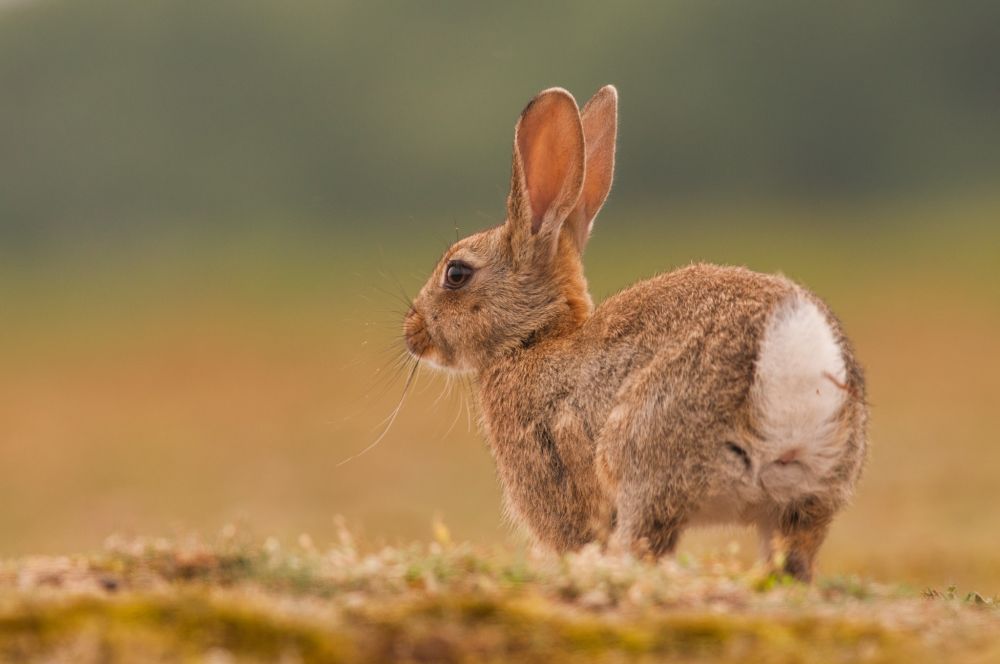 The image features a side profile of a wild rabbit standing on a grassy surface. The rabbit is facing left, showing its brown fur with a distinctive white tail. Its tall ears are perked up, and its whiskers are clearly visible. The rabbit's eye is prominent, and its body is slightly curved. The background is an out-of-focus gradient of green and brown tones, suggesting a natural habitat.