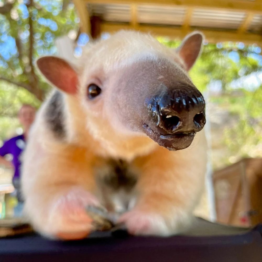 The image shows a close-up of a tamandua, a species of anteater, with its face prominently in the foreground. The tamandua has a long, narrow snout with two distinct nostrils. Its fur is light-colored, predominantly beige with some darker patches. The background is blurred, but hints of foliage and dappled sunlight suggest an outdoor setting, possibly in a zoo or sanctuary. A person in a purple shirt is faintly visible in the background, further emphasizing the focus on the tamandua in the foreground.