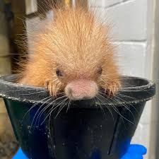 The image features a small, fluffy animal with light brown fur. It is positioned snugly within a black pot, peering over the edge. The animal's nose is prominent and rounded, with whiskers extending from either side. The background shows a white wall with visible textures, suggesting an indoor setting. The image captures the soft, spiky texture of the animal's fur and the smooth surface of the pot.