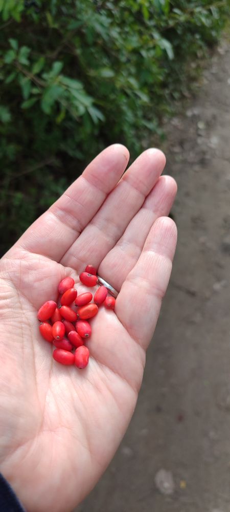 Berberitze auf meiner Hand