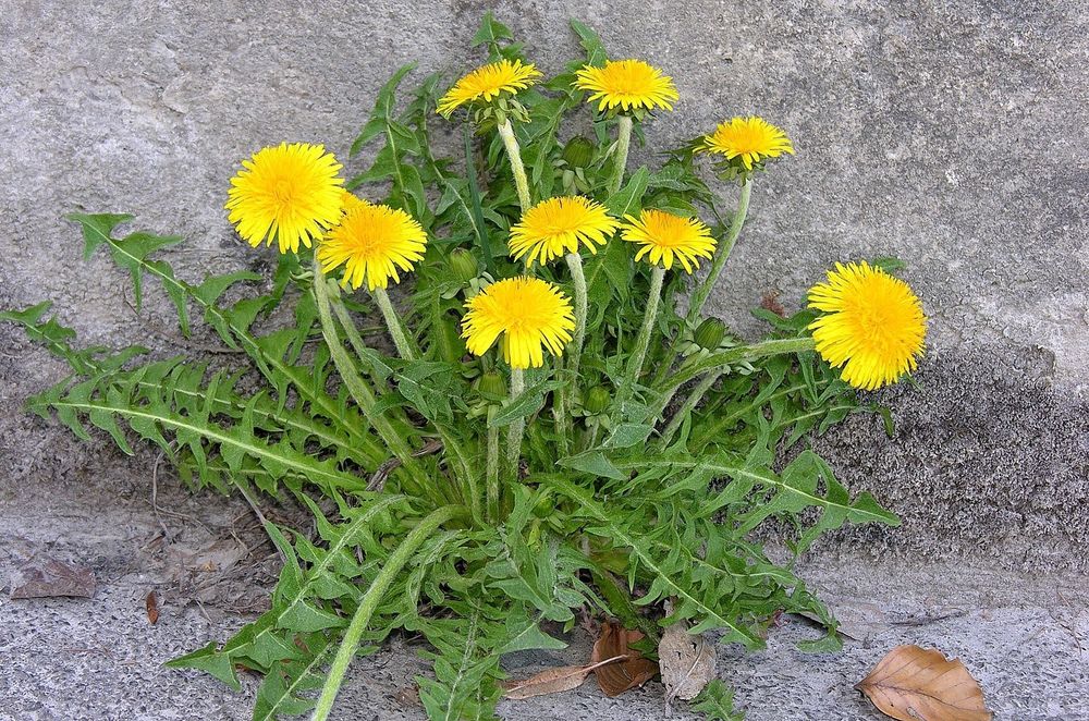 Bild einer Löwenzahnpflanze, die aus dem Asphalt wächst