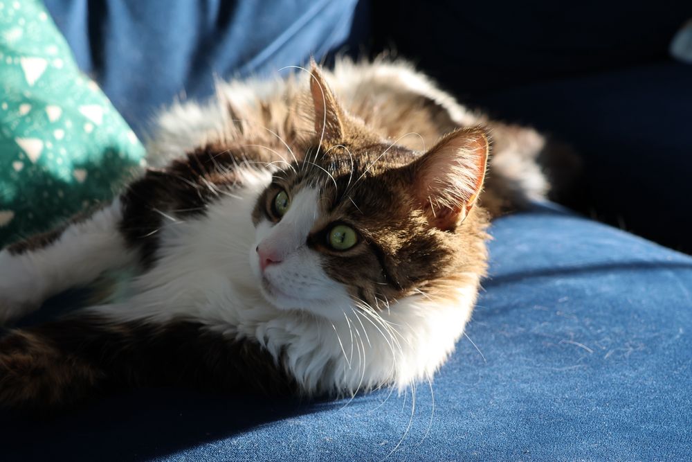 A cat looking to the left