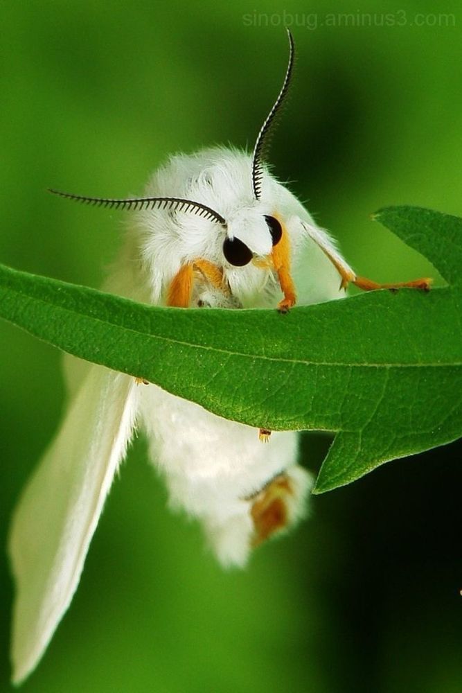 fuzzy white moth perched on a leaf