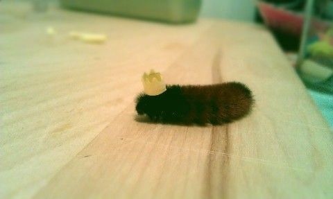 caterpillar with a tiny crown on it 