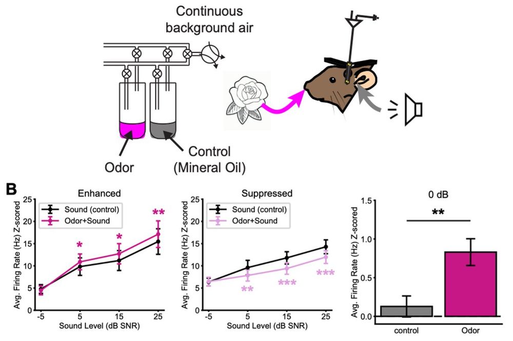 Diagram of the experiment: mouse was presented with odors and sounds. Results: The odor presentation enhanced neuronal responses to sounds in some neurons, suppressed neuronal responses to sounds in other neurons.