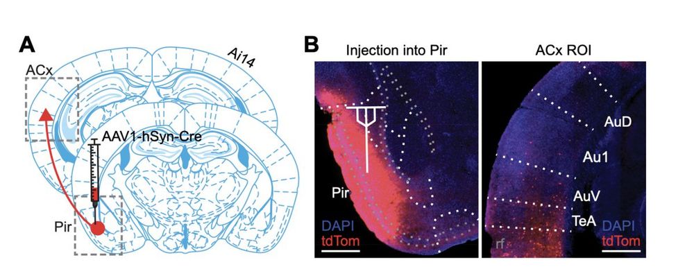 Diagram and image of projections from the piriform cortex to the auditory cortex.
