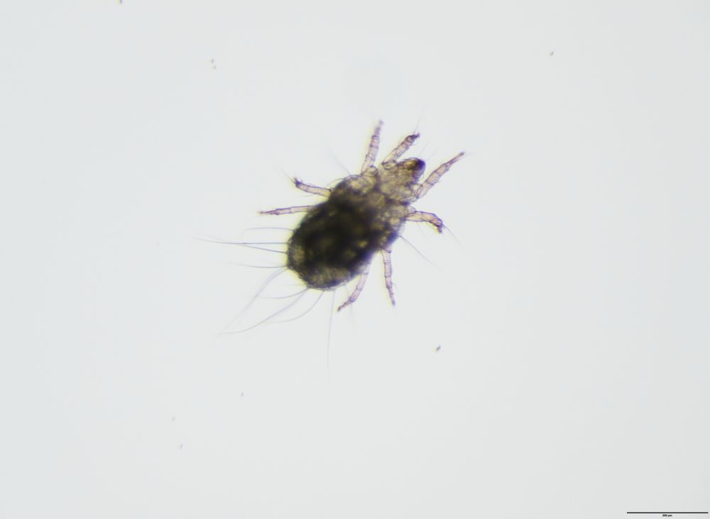 Image of a small aquatic mite