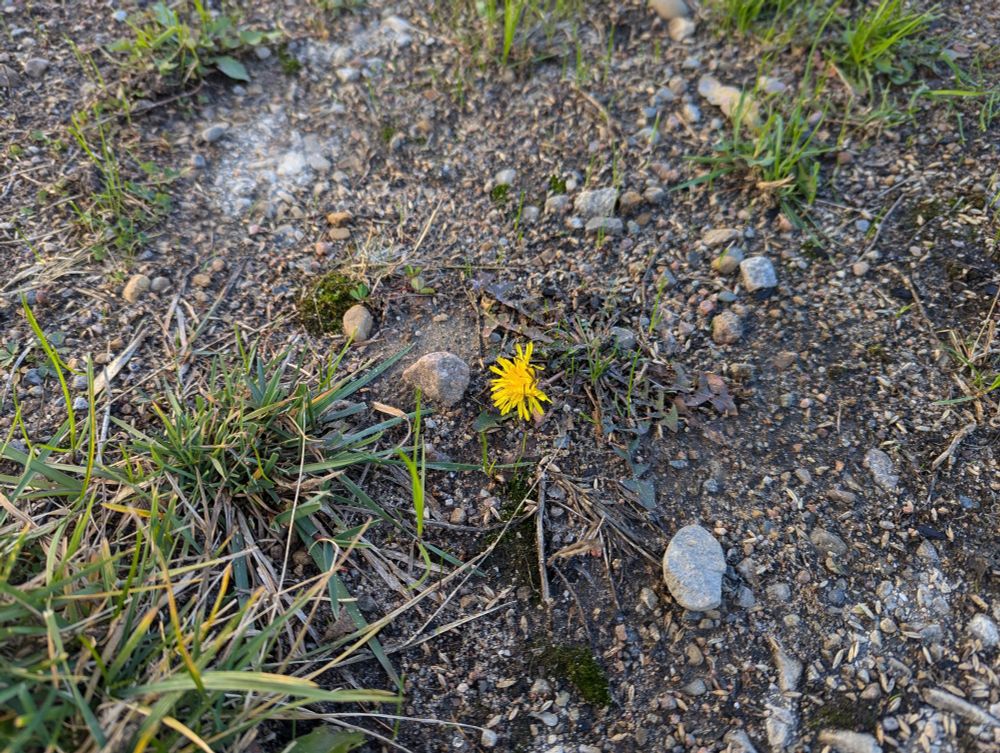 A photo of one of the dandelions that were blooming at my garage in northern Wisconsin in mid November.