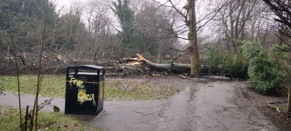 Huge tree fallen across park footpath 