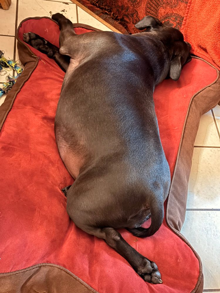 Dog lying on a cushion posed like a Botticelli