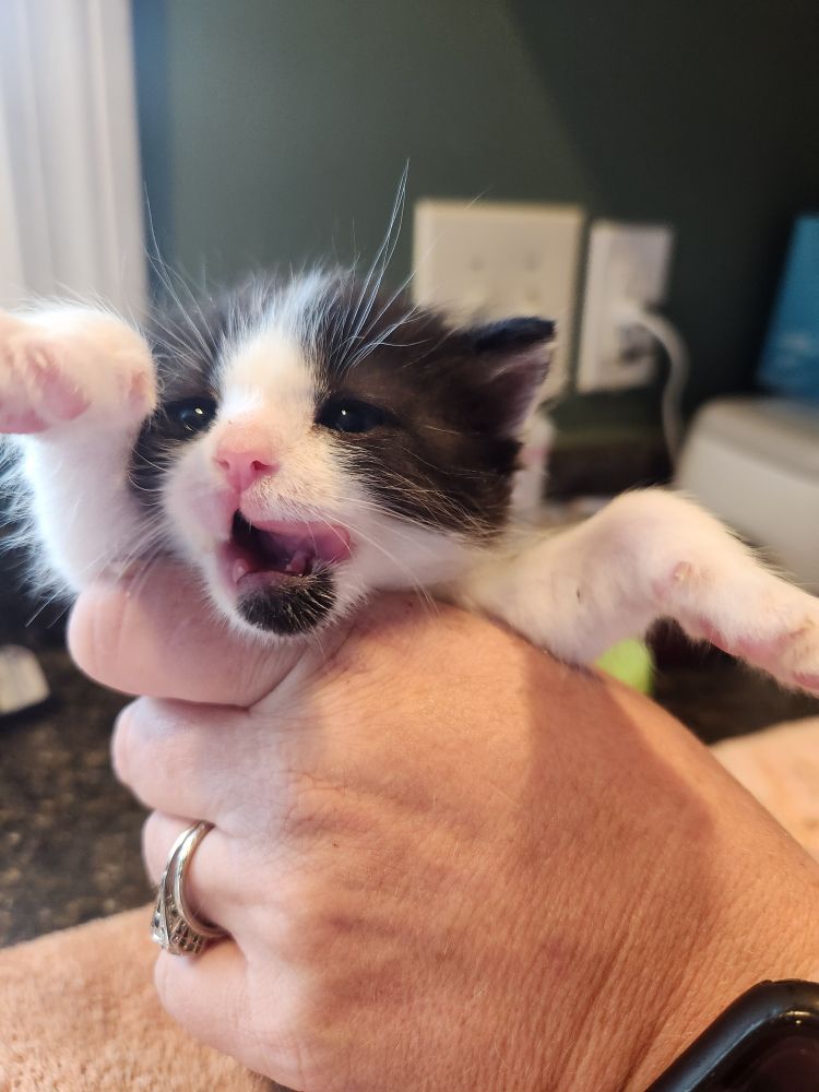 This is a picture of a baby cat licking its lips after being fed