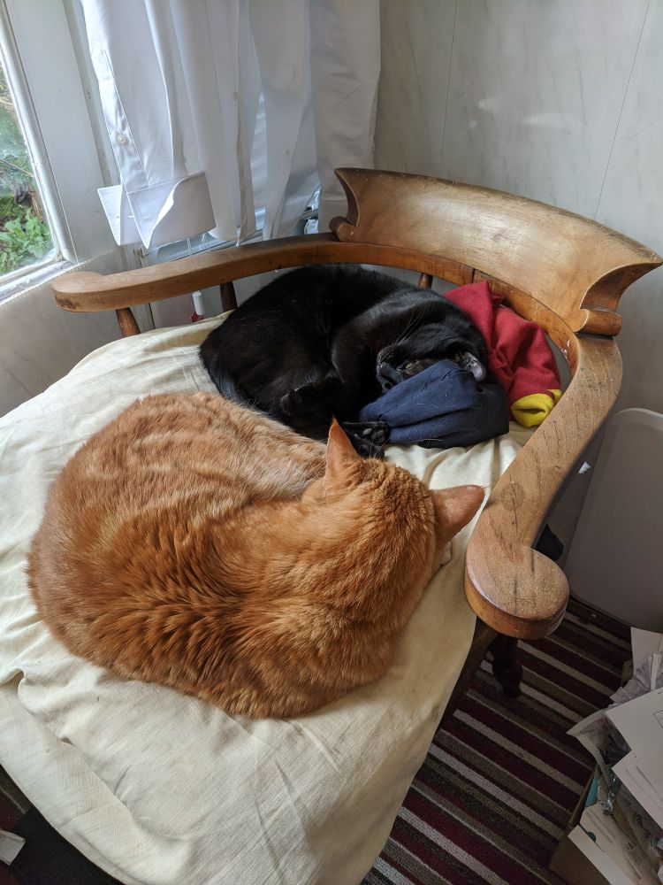 "Double Nap" - two cats sleeping, a ginger tom, and a black lady snooze together in the afternoon on a captain's chair - February 2021