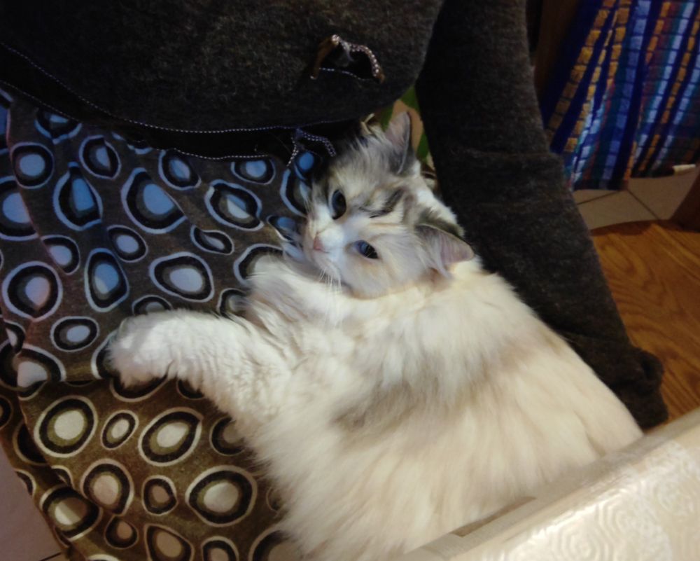 my cat flouff being potato