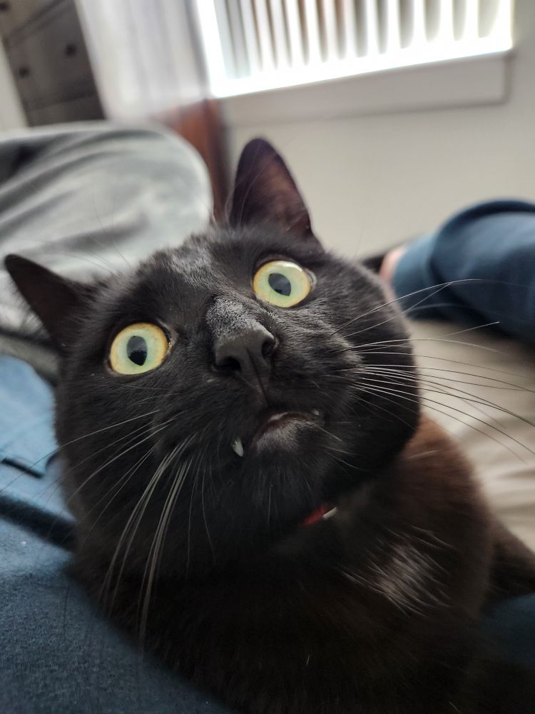 A black cat staring at the wall behind the camera, with a very vacant look in his eyes and visible fangs