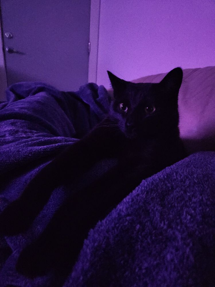 A black cat with his arms stretched forward over my legs under a blanket